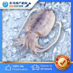 Sungai Besar Cleaned Squid 大港清理干净墨斗 500g Ht East Seafood Resources Sungai Besar Cleaned Squid 大港清理干净墨斗 500g Ht East Seafood Resources